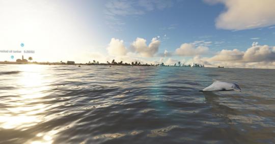 Dolphin2